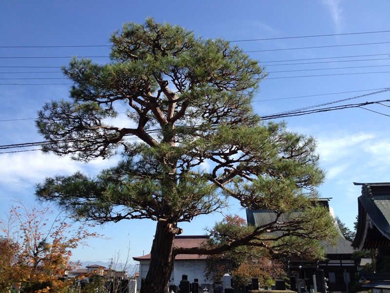 pine1