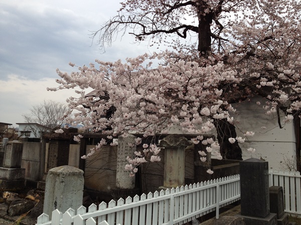 sakura