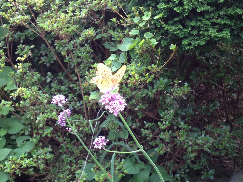 butterfly